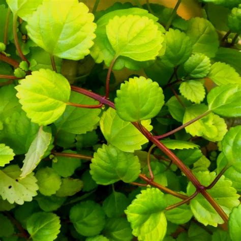 Amazon.com : Pack 02 Green Plectranthus Swedish Ivy Plants Live, Live