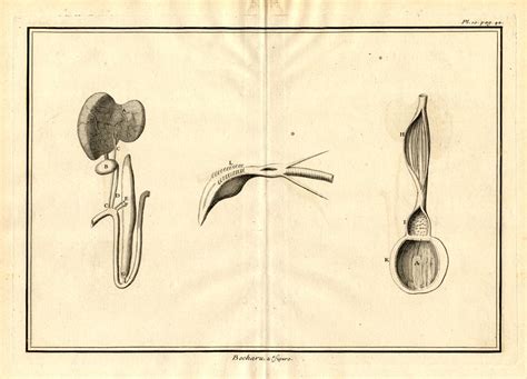 2 Antique Prints-FLAMINGO-ANATOMY-Perrault-Duflos-1734: Art / Print ...