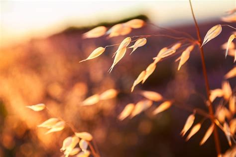 Premium Photo | Oat plants in a field at sunset. summer nature ...