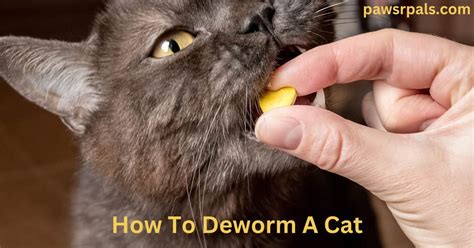 how much is it to deworm a cat