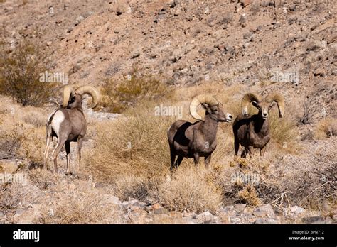 Bighorn sheep, Ovis canadensis, Death Valley National Park, California ...