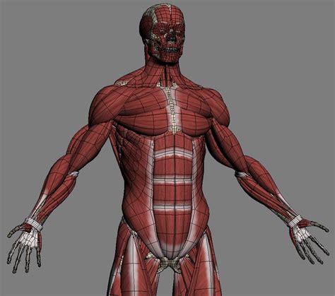 model realistic anatomy skeleton muscles