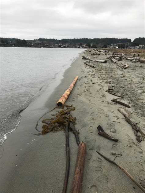 Fisherman Bay Preserve: The Spit - Plastic Free Salish Sea