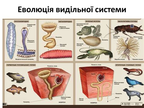 Філогенез систем органів хордових - презентация онлайн