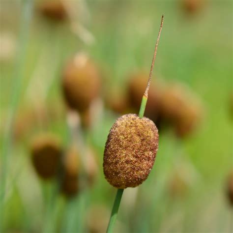 Miniature Bulrush - Compact Pond Plant for Small Gardens – Plants for Ponds