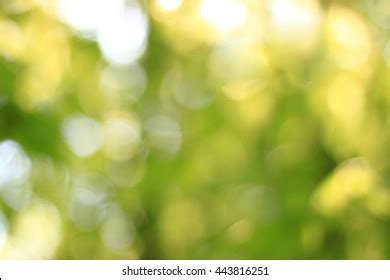 Blurry Forest Background Stock Photo 443816251 | Shutterstock