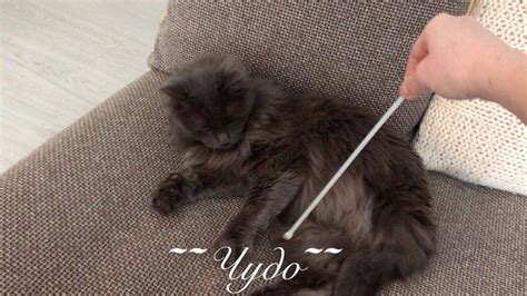 ~~Чудо~~...