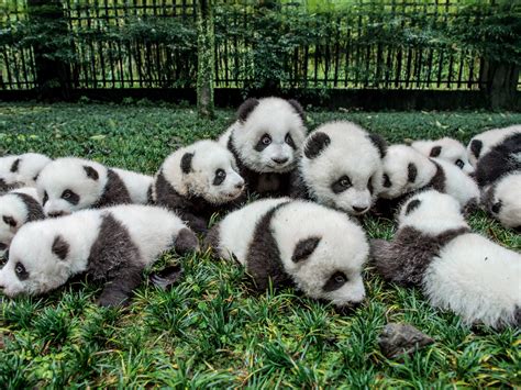 New Video Shows Returning Pandas to the Wild Actually Works | National