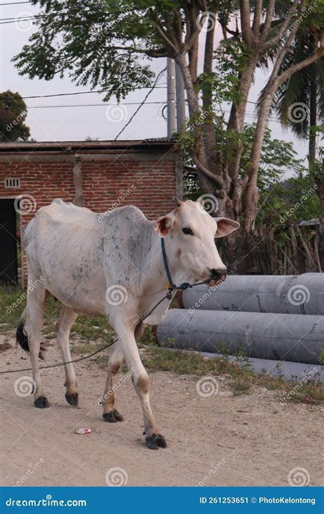 Cow in the Field. Bali Cattle are Cattle Originating from Bali ...