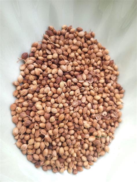 White Coriander Seed