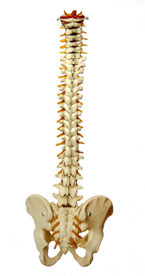 L5-S1 Lumbar Laminectomy Surgery Recovery – Steve's Blog