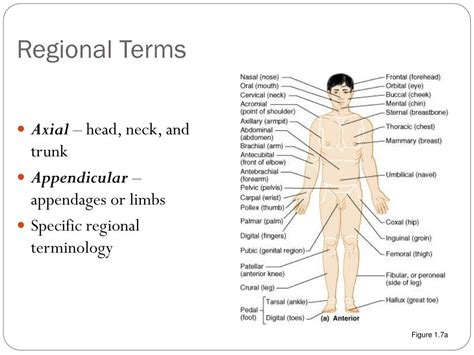 PPT - The Human Body: Orientation Take One PowerPoint Presentation