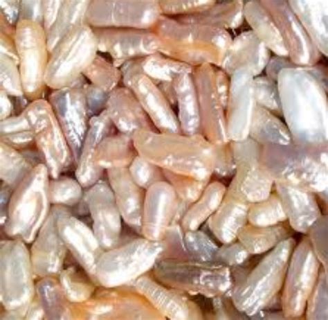 Baroque means misshapen pearl | Baroque pearls, Pearls, Tahitian pearls