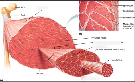 Muscles and Muscle Tissue Diagram | Quizlet