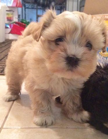 Toy Shih Tzu Poodle Puppies for Sale in Tracy, California Classified ...