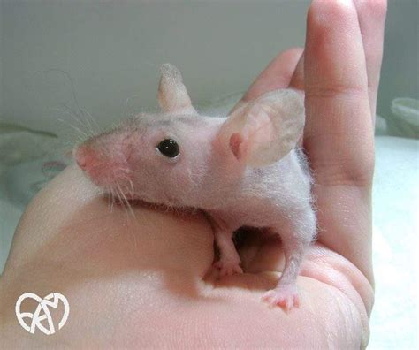 Fancy mouse Owned by other FKM Olovka #8265
