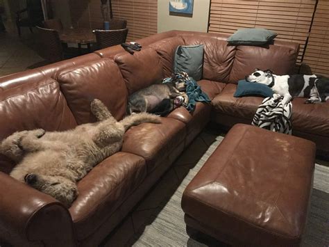 The ACCT animal shelter success story that is warming hearts 5