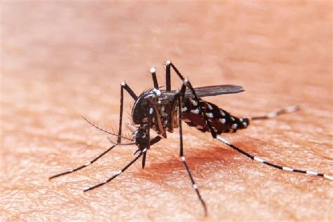 Dengue | Dengue cases in West Bengal rising, government says situation under control, North 24 ...