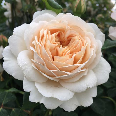 Anastasia® rose - Palatine Fruit & Roses