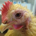Virussen, schimmels en bacteriën bij kippen – Uw vertrouwde dierenarts ...