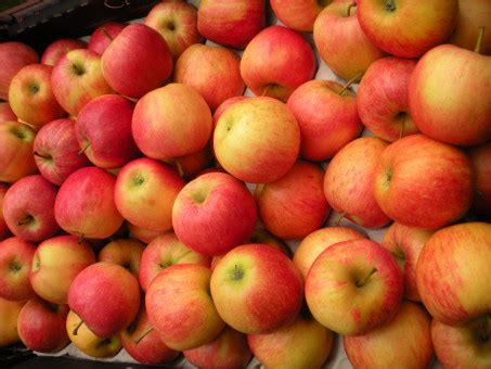 Безплатна снимка : ябълка, растение, плодове, храна, червен, продукция ...