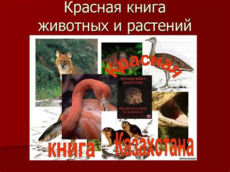 Красная книга животных и растений - презентация онлайн