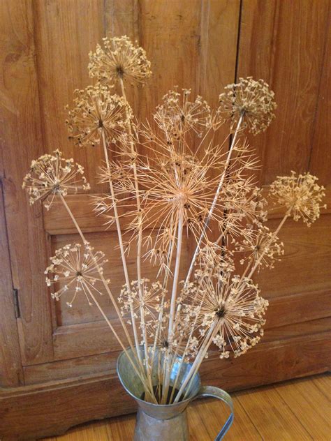 Allium Seed Heads | Wedding Decor | Garden Accessories