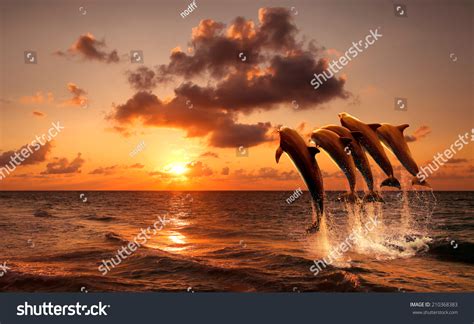 tenerife animals images stock   objects vectors