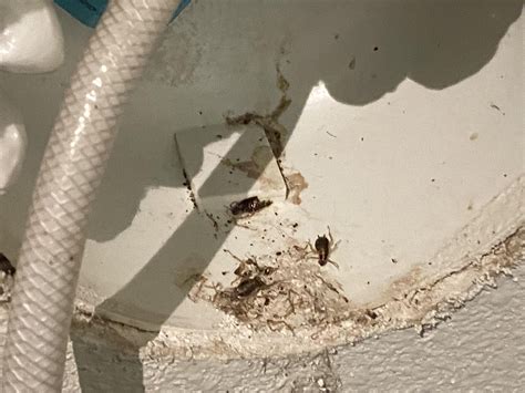 How bad? Found multiple German roaches during move-in inspection