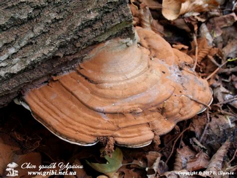 Світ грибів України » Ganoderma applanatum