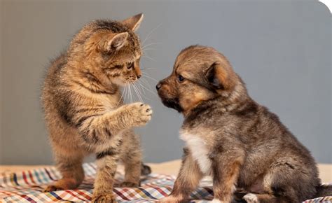 Puppy And Kitten Playing