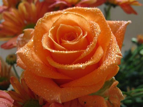 Orange Roses Images