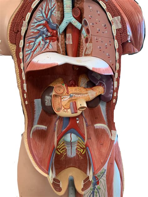 layer  internal body diagram quizlet