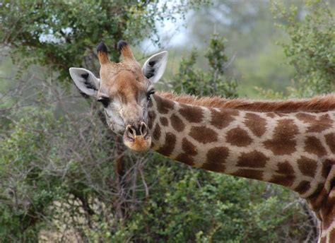 Giraffe On Safari – Free To Use Images