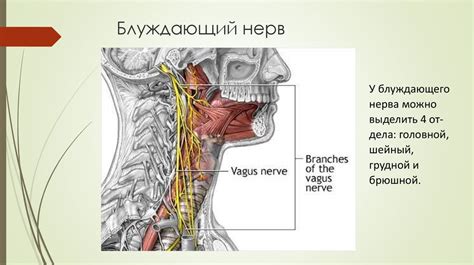 Топография общей сонной артерии, яремных вен, блуждающего, подъязычного ...