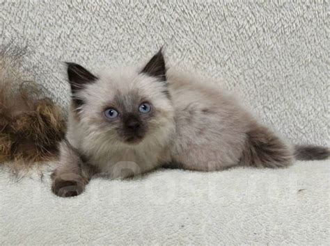 Котенок Невской маскарадной, мальчик, в наличии. Цена: 25 000₽ в Артеме