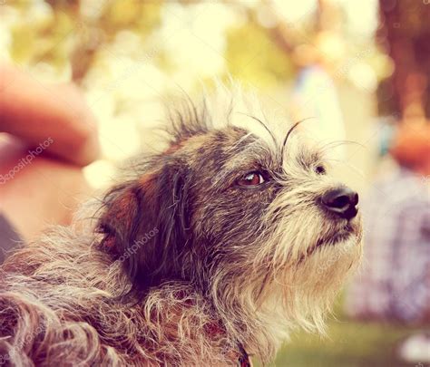 cute terrier mix dog stock photo  cgraphicphoto