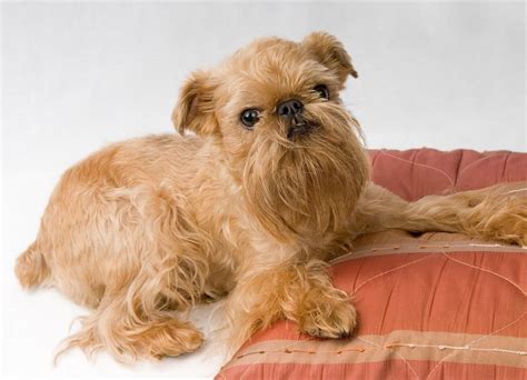 27 Short & Long Haired Brussels Griffon Puppies (2024)