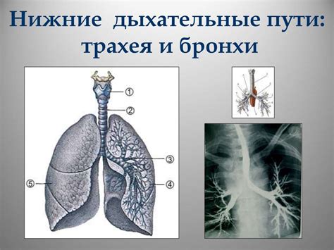 Дыхательная система - презентация онлайн