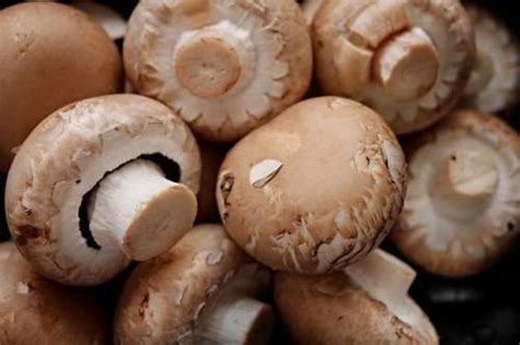 Do Mushrooms Have Protein? - IYTmed.com