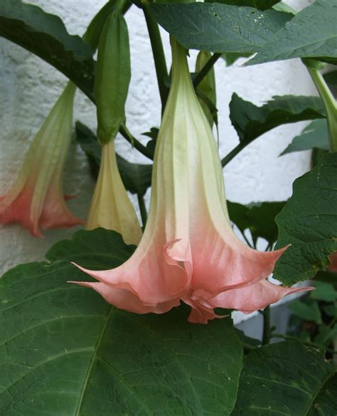 File:Brugmansia 29.jpg - Wikimedia Commons