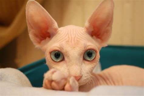 лысый розовый кот | Кот, Розовый
