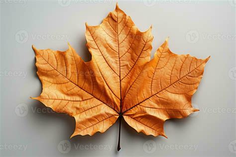 single leaves fall in autumn season AI Generative 31599041 Stock Photo ...