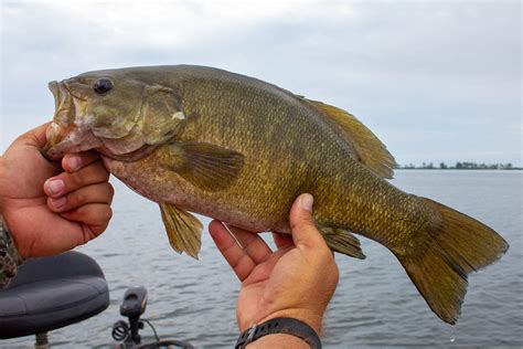 how to cook a smallmouth bass