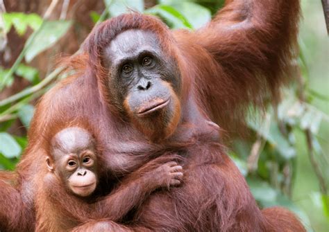 fun facts facts  orangutans