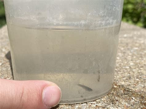 My Gambusia/Mosquitofish have had some Fry! : r/ponds