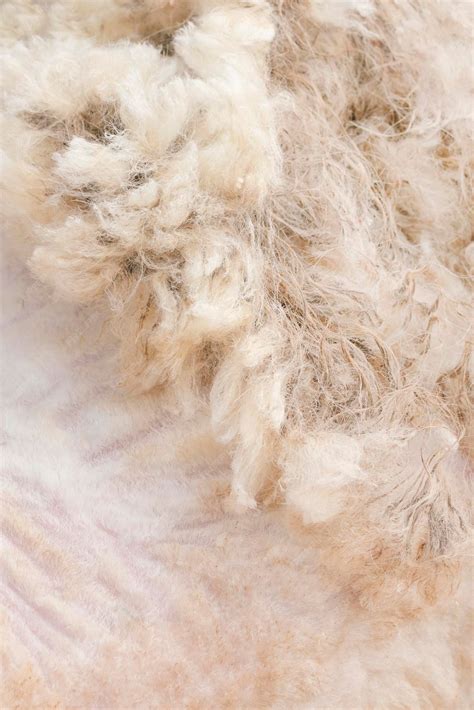 premium photo white wool background