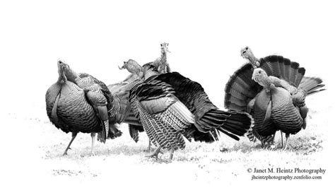 Wild Turkey Drawing at PaintingValley.com | Explore collection of Wild ...