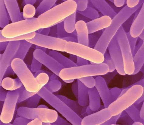 Bifidobacterium longum (Бифидобактерии лонгум) бактерия