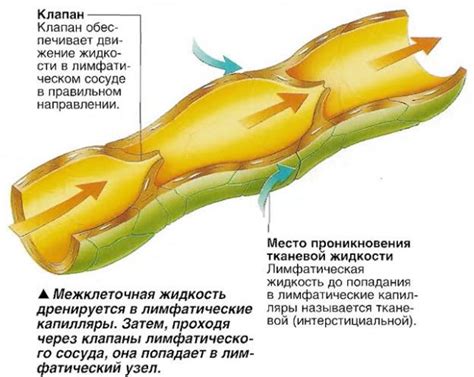 Разбор от А до Я про лимфангит полового члена: фото как выглядит и чем ...